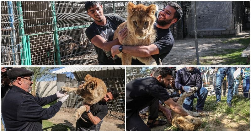 Palestinian zoo officials rip out 14-month-old lioness cub's claws so 'children can play with her'