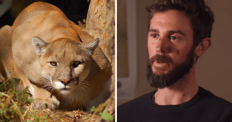 Colorado runner who killed mountain lion with his bare hands in self defence says it was like a wrestling match
