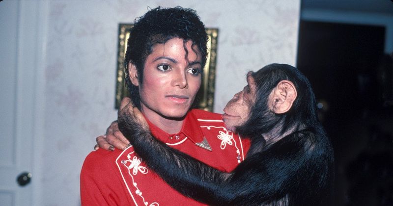 Michael Jackson's chimp Bubbles tried committing suicide when he was told about King of Pop's death: Reports