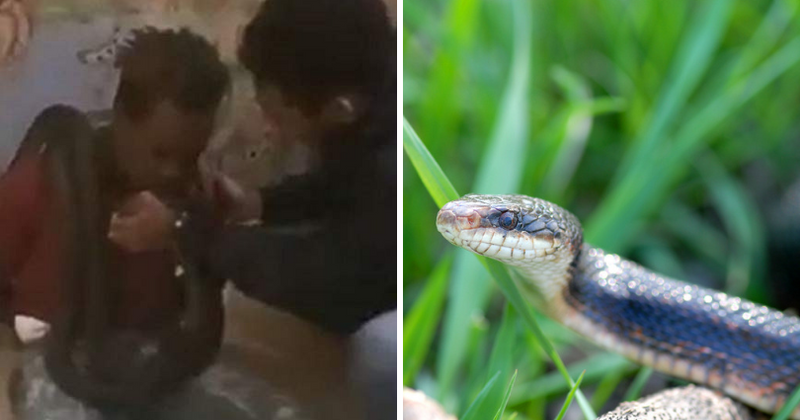 Indonesian authorities apologize for using snake to interrogate man suspected of stealing phones