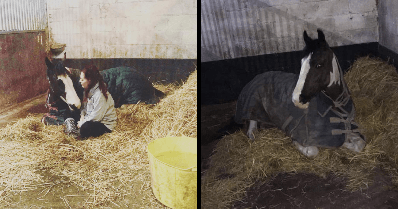 Horse dies from sugar overdose after burglars feed her 20-kilo bag of carrots to keep her quiet during robbery