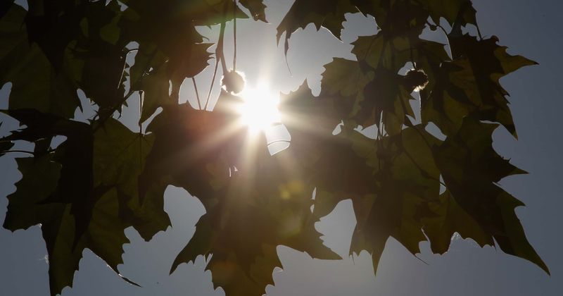 Brief sun exposure increases the composition of health-boosting gut microorganisms, says study