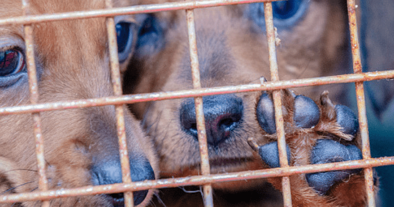 PACT Act: Animal welfare activists call on Trump to pass new bill that makes animal cruelty a federal felony