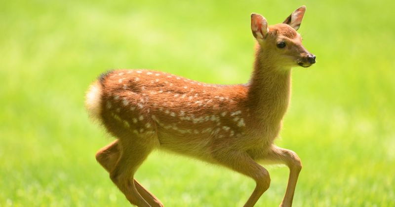 Arkansas hunter dies after deer he shot and thought was dead gets back up and attacks him