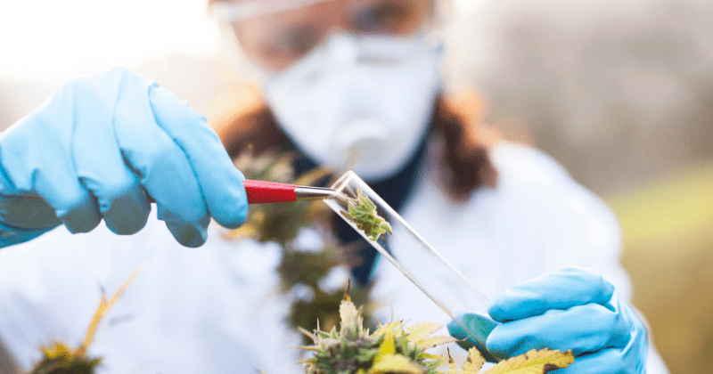 Little evidence to support idea that medical cannabis can treat, improve mental health disorders, say experts