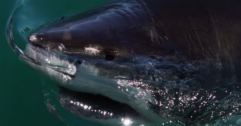 Shark bites off tourist's foot before returning to rip off another man's calf in horrifying attack off Australian coast
