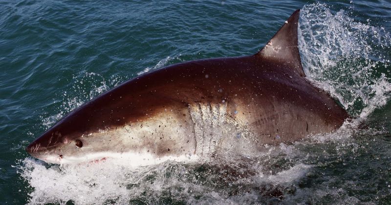 Shark bites off tourist's foot before returning to rip off another man's calf in horrifying attack off Australian coast