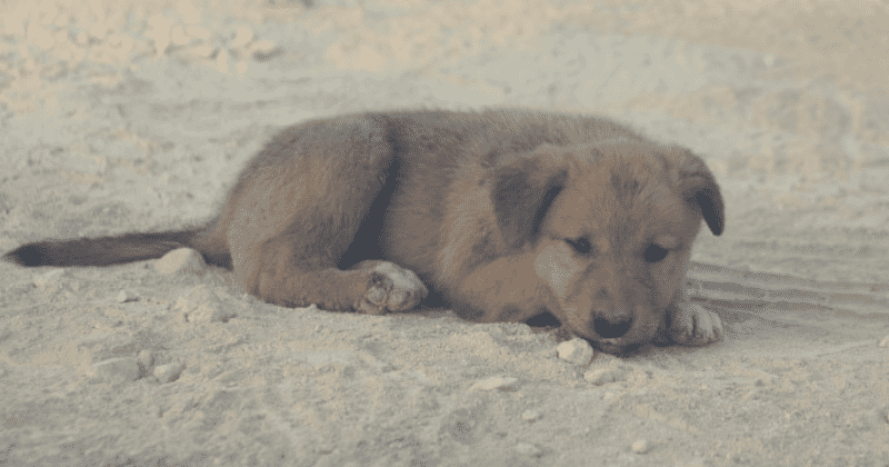 Orphaned puppy lying next to its dead mother rescued from rubble of Al-Baghdadi's secret lair after it was destroyed during US raid