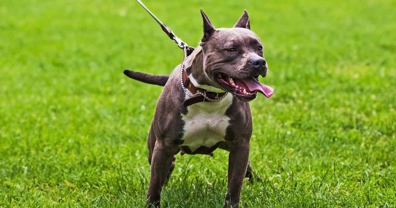 Detroit boy, 4, mauled to death by 60lb pit bull despite mother trying to stop attack by stabbing dog