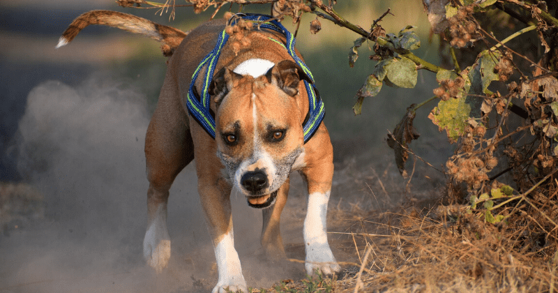 Detroit boy, 4, mauled to death by 60lb pit bull despite mother trying to stop attack by stabbing dog