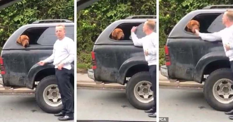 Smiling man slaps dog sticking head out of car window in video, RSPCA appeals for information to trace owner