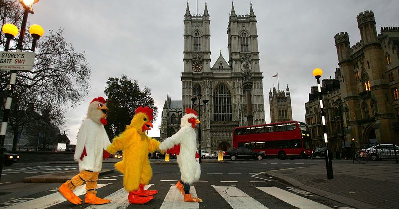 New York City Foie gras ban: Animal right groups celebrate landmark win as chefs fume over 'short-sighted' decision