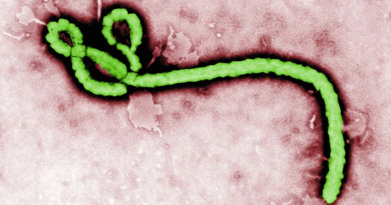 US ramps up Ebola surveillance at major airports to screen travelers; Bahamas goes on high alert against lethal virus