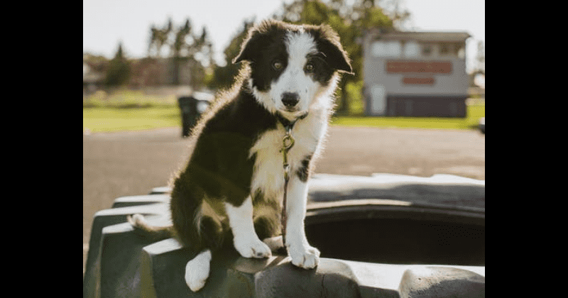 18-week-old puppy dies of heart attack triggered by loud fireworks, grieving owner urges people to 'think of animals'