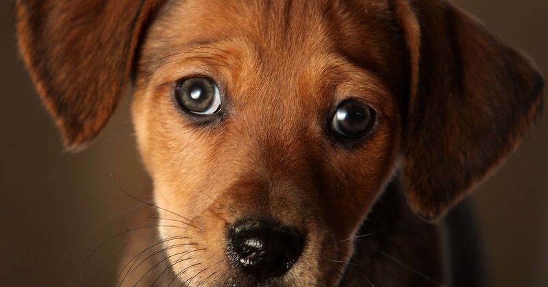 18-week-old puppy dies of heart attack triggered by loud fireworks, grieving owner urges people to 'think of animals'