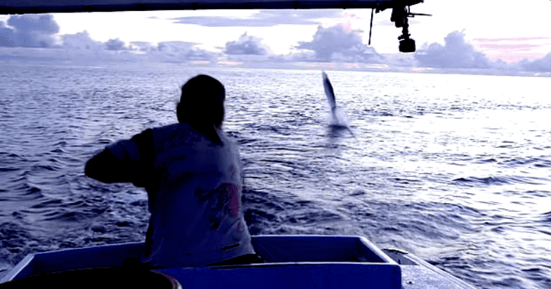Video shows bloodthirsty sharks lunge out of water to snatch 30kg Spanish mackerel from fishermen, who later sustain injuries