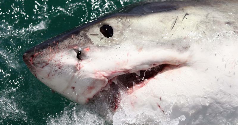 Video shows bloodthirsty sharks lunge out of water to snatch 30kg Spanish mackerel from fishermen, who later sustain injuries