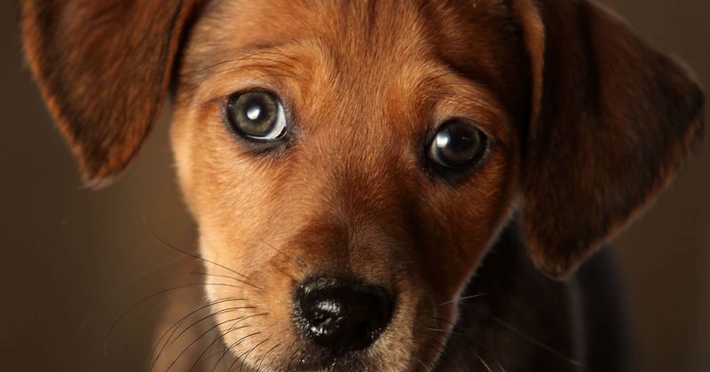 Teacher rescues injured pup Dory found locked in metal crate and thrown in icy river