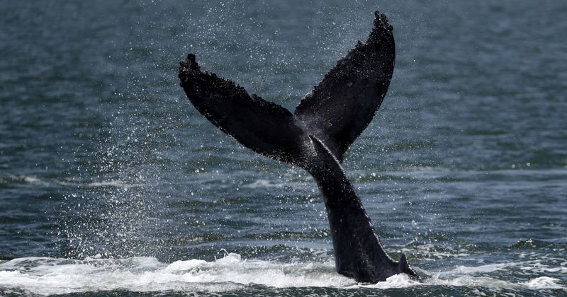 New subspecies of fin whale identified using genetic research as scientists say there are more species yet to be discovered