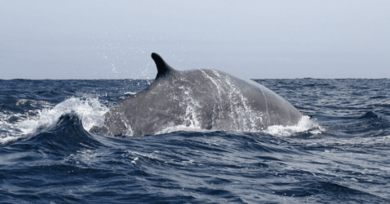 New subspecies of fin whale identified using genetic research as scientists say there are more species yet to be discovered