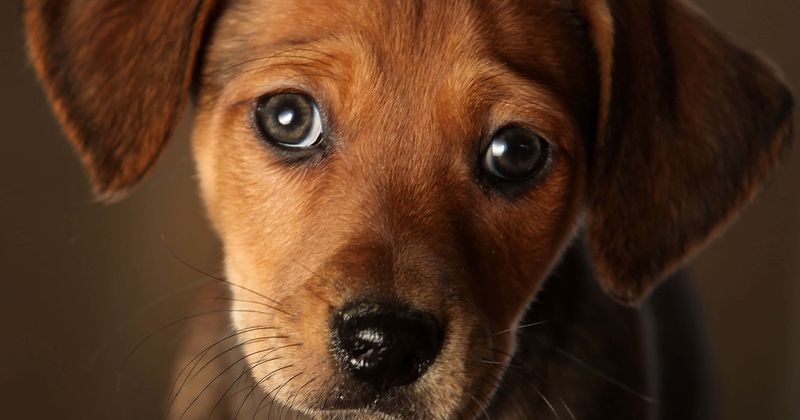 5 puppies lose fur and die after owner's brother-in-law allegedly attacked them with chemical, presumably caustic soda