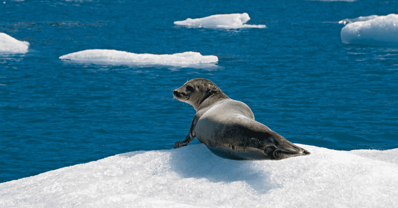 Deadly virus in marine animals could be linked to Arctic sea ice loss driven by climate change