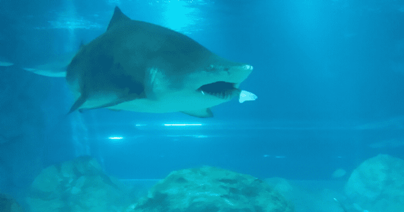 Missing tourist presumed 'eaten by shark' after his hand with wedding ring is found inside shark's belly
