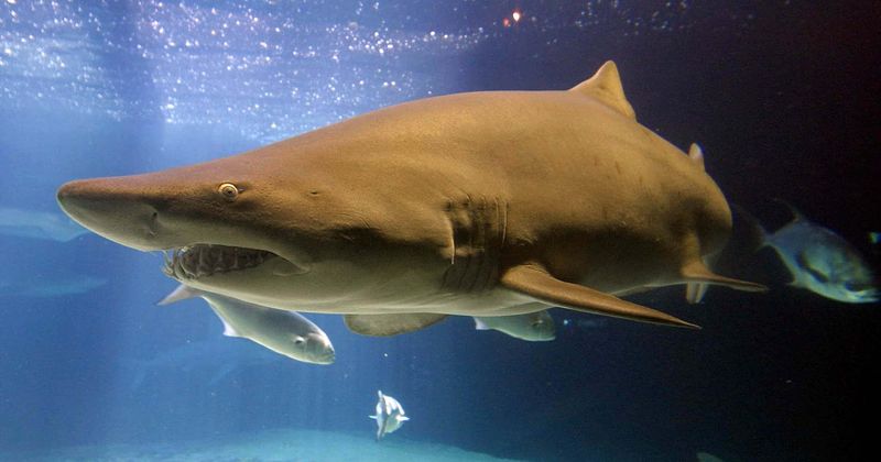 Missing tourist presumed 'eaten by shark' after his hand with wedding ring is found inside shark's belly