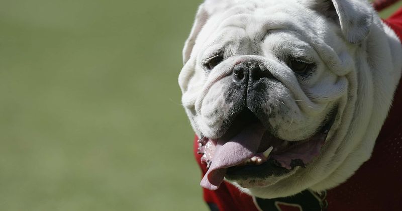 Florida man, 63, left in pool of blood after pack of bulldogs viciously attack him on the way home