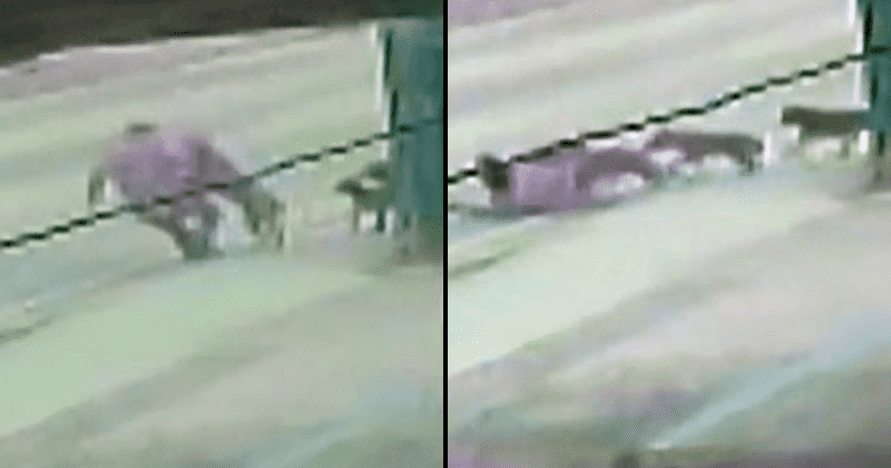 Florida man, 63, left in pool of blood after pack of bulldogs viciously attack him on the way home