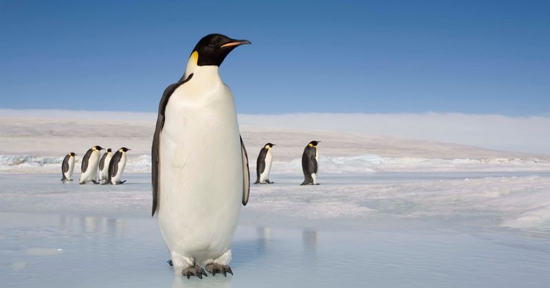 Emperor penguins could be wiped out in 80 years if the current rate of global warming continues