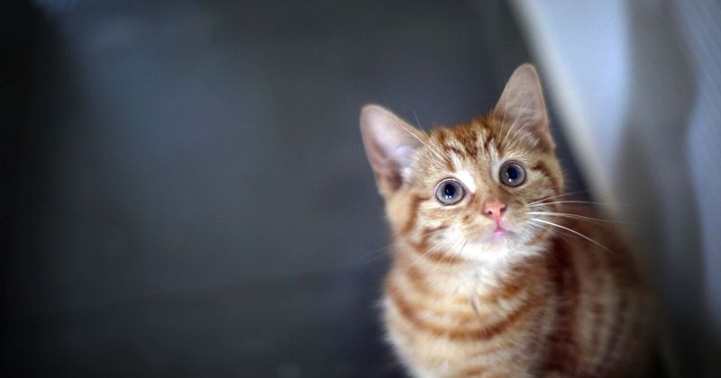 Florida woman caught trying to drown her cat in a drain says she was 'taking it to Jesus'