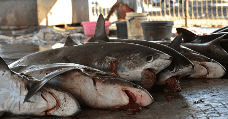 End of the Florida shark fin trade? Barbaric practice could be over uprooted completely if two new bills to close law loopholes are passed