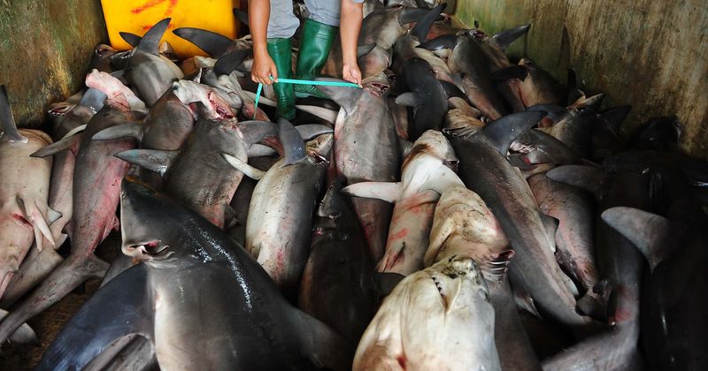 End of the Florida shark fin trade? Barbaric practice could be over uprooted completely if two new bills to close law loopholes are passed