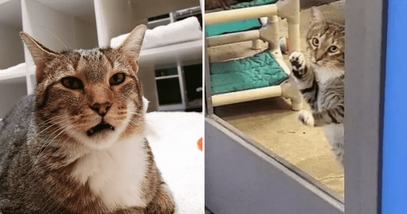 Cat put in 'solitary confinement' as punishment for repeatedly letting other felines out of enclosures