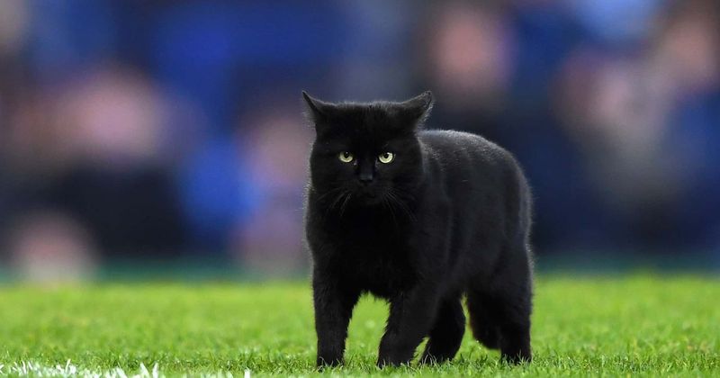 Cat put in 'solitary confinement' as punishment for repeatedly letting other felines out of enclosures