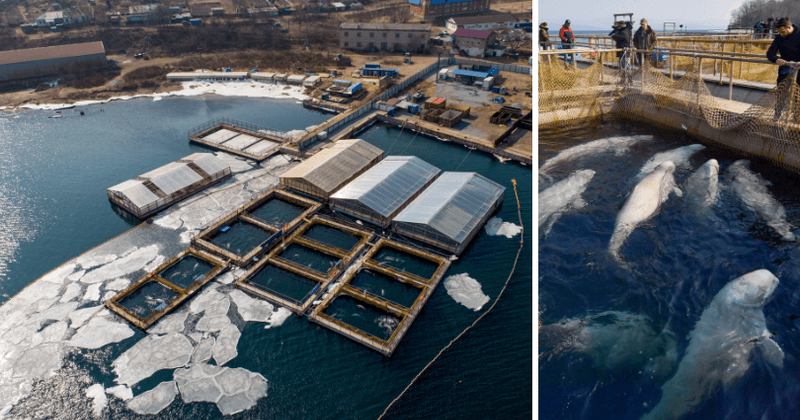 Russian officials order release of 100 captive whales held illegally after online pressure from actor Leonardo DiCaprio