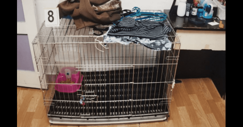 Parents caged five-year-old son, tortured him with pliers and killed him by pouring boiling water over him