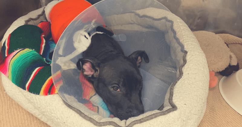 Two New Jersey dogs, including three-month-old pit bull, ruthlessly burned with blowtorch
