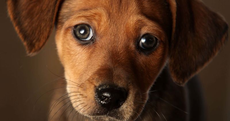 Two New Jersey dogs, including three-month-old pit bull, ruthlessly burned with blowtorch