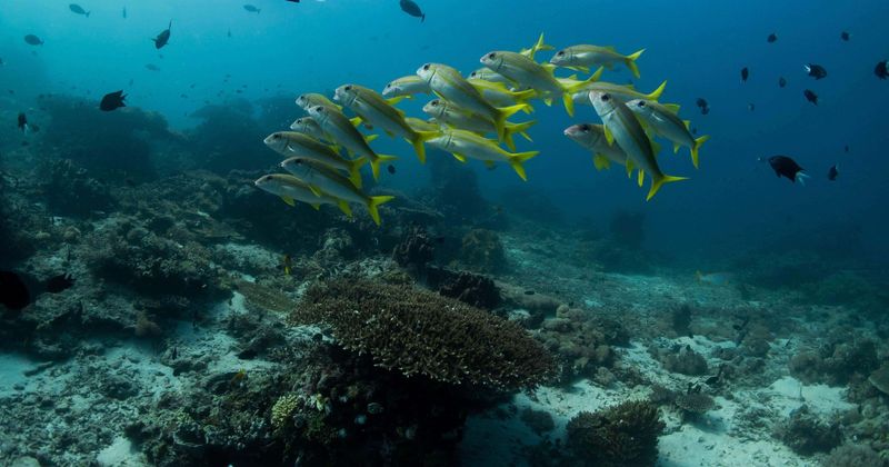 Climate change will hit plankton severely damaging fisheries and marine food chain