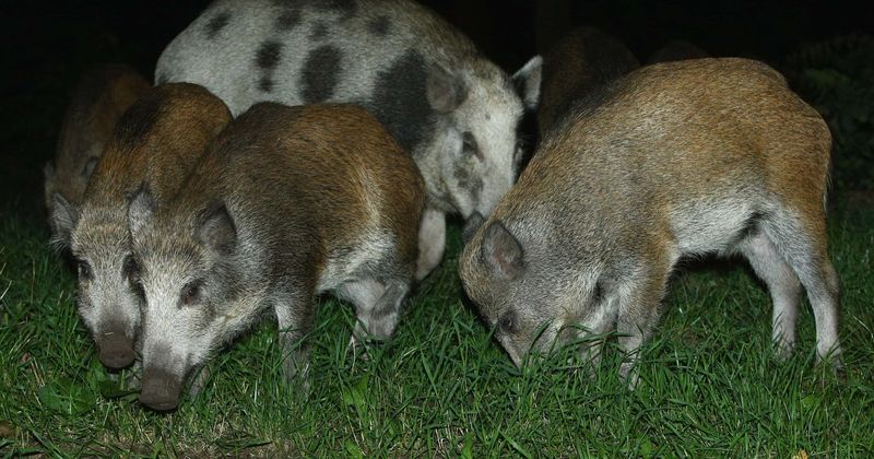 Wild boars eat, destroy $22,000 worth of high-grade cocaine stashed by gangsters in forest