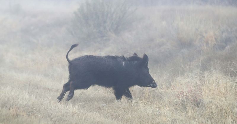Wild boars eat, destroy $22,000 worth of high-grade cocaine stashed by gangsters in forest