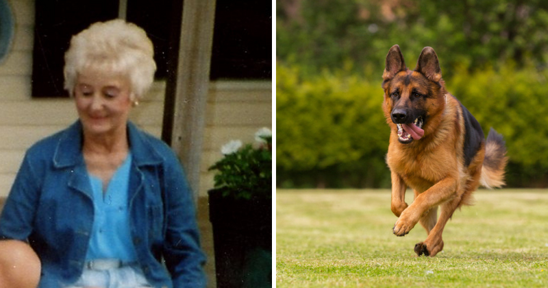 88-year-old woman mauled to death in her own backyard by six German Shepherds owned by neighbor