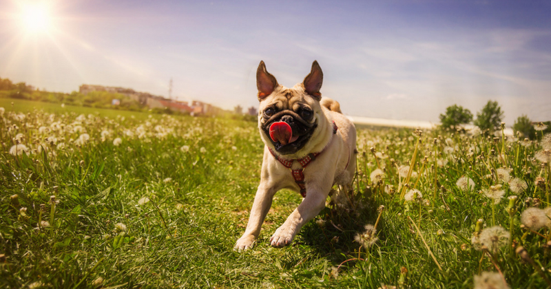 German city official seize family's pet dog and sell it on eBay for $850 after they failed to pay off their debt