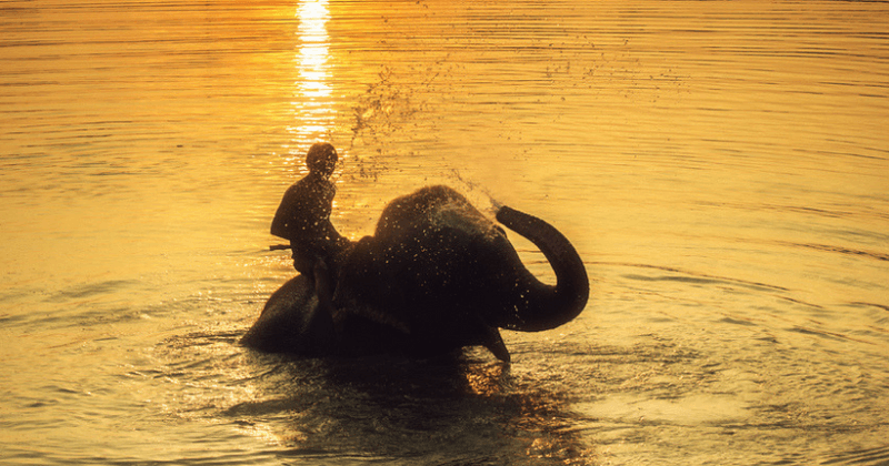 Elephant crushes handler to death after he beats the animal during bath and accidentally slips
