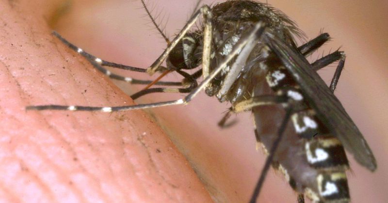 Rare mosquito-borne viral infection that has killed 14 Americans may be linked to climate change
