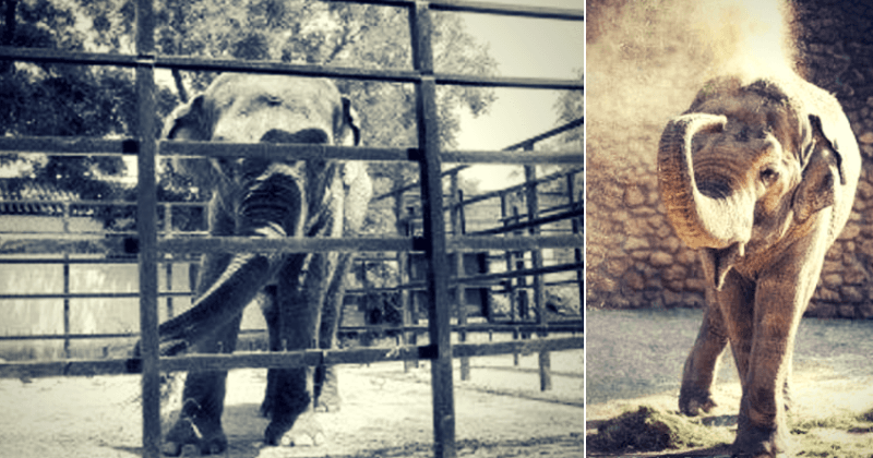 'Saddest elephant in the world' dies after living alone for 43 years and suffering deep depression in Spanish Zoo