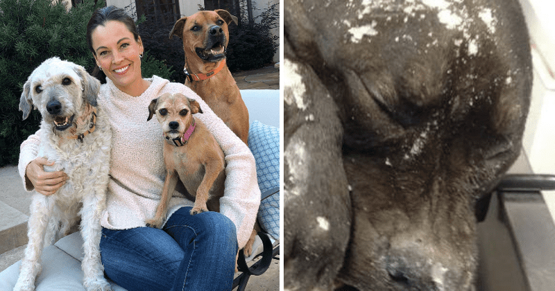 At least 79 dogs were found frozen to death in 2017-19: Expert Leigh Sendra lists ways you can protect your pooch from extreme cold