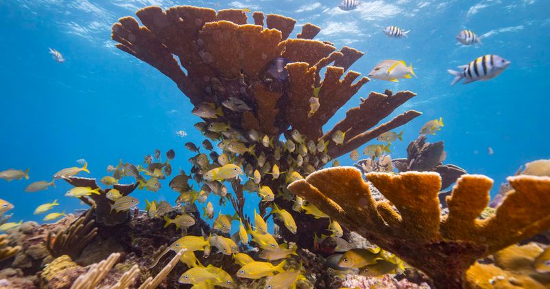 A new disease, likely fuelled by climate change, killing coral reefs in Western Pacific Ocean